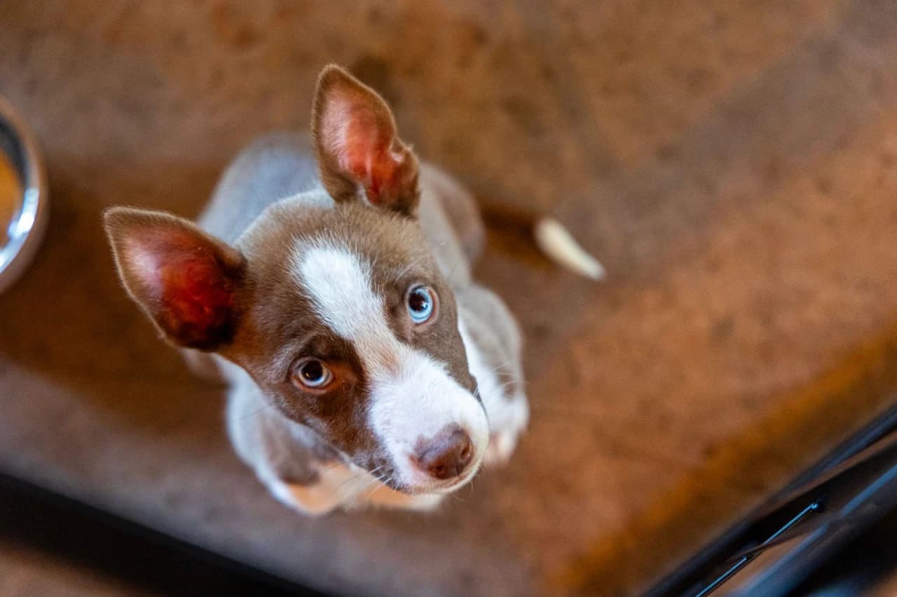 Curious puppy portrait