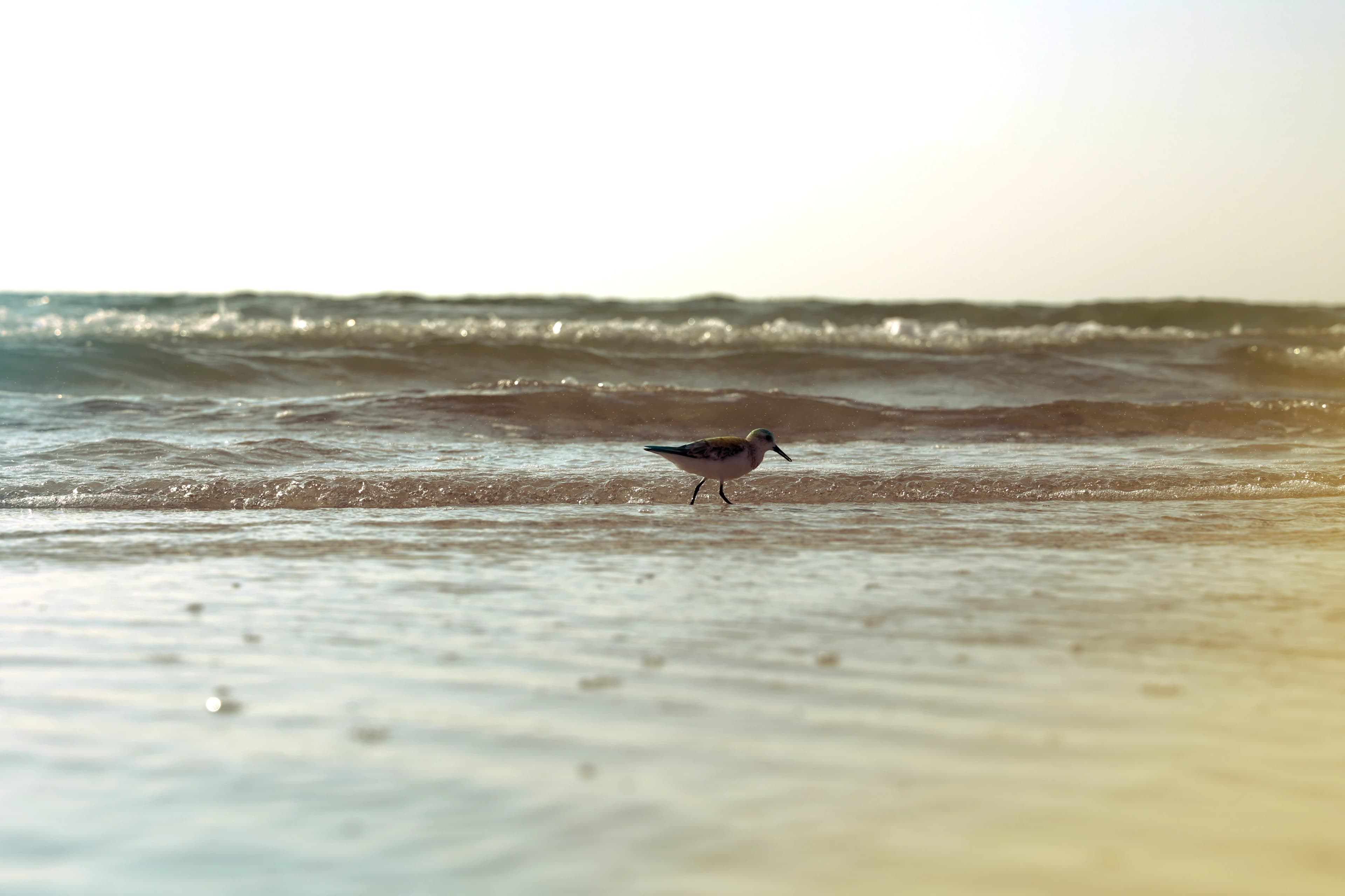 Shorebird at sunrise