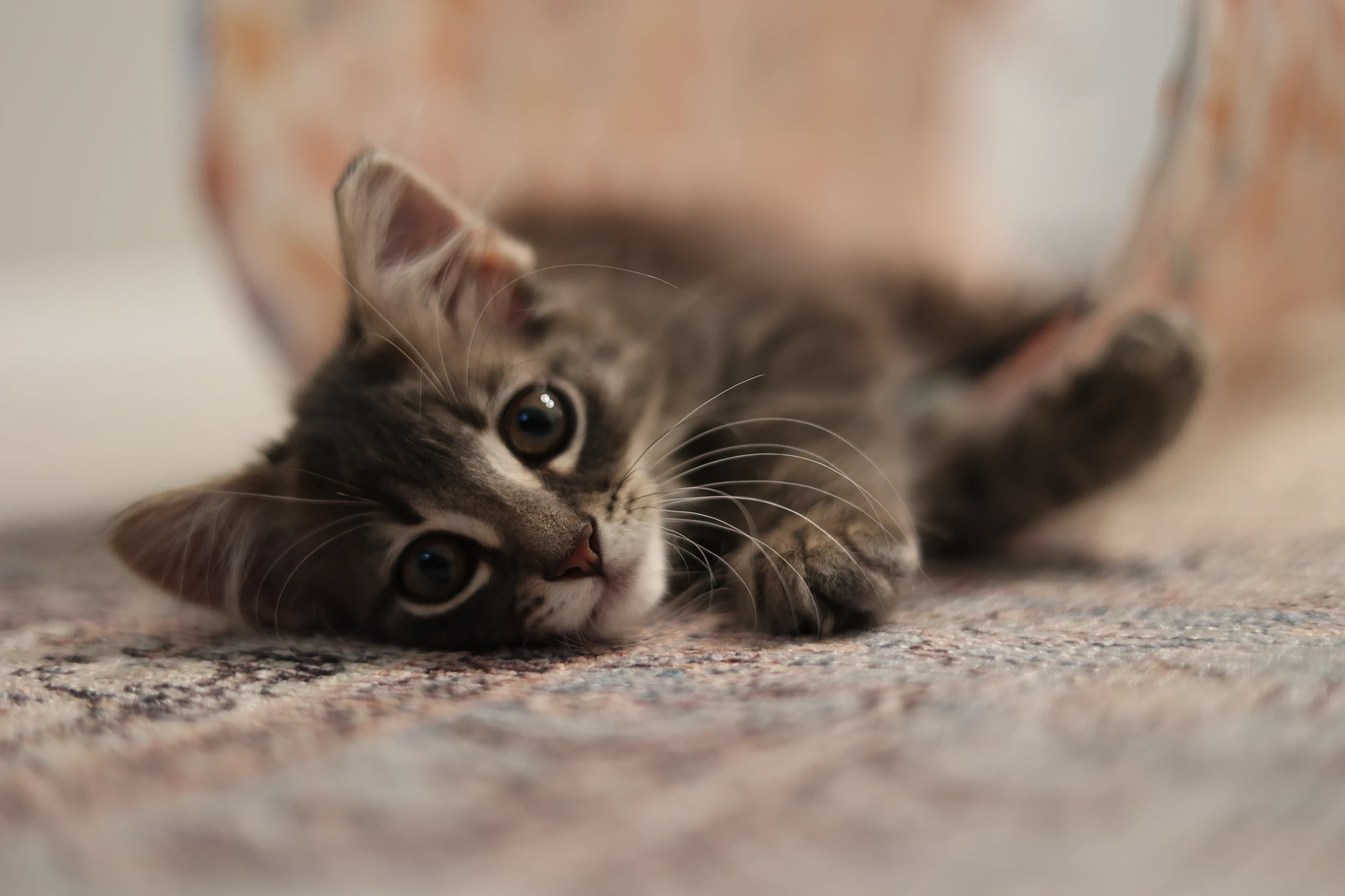 Playful kitten